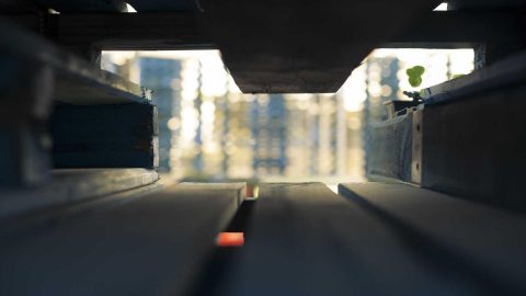 Суми: у скверах висаджують молоді дерева